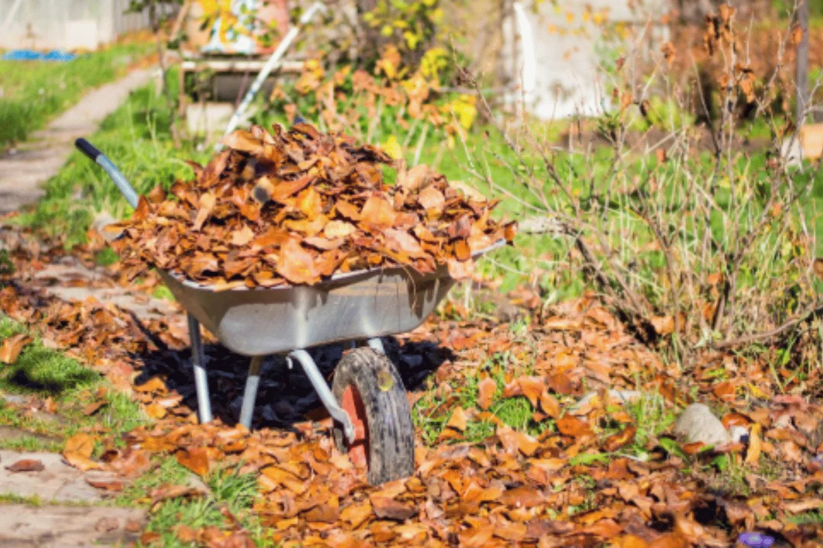 Yard Clean-Up-img