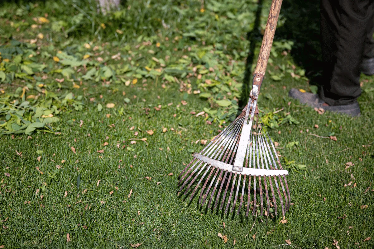Yard Clean-Up-imgs